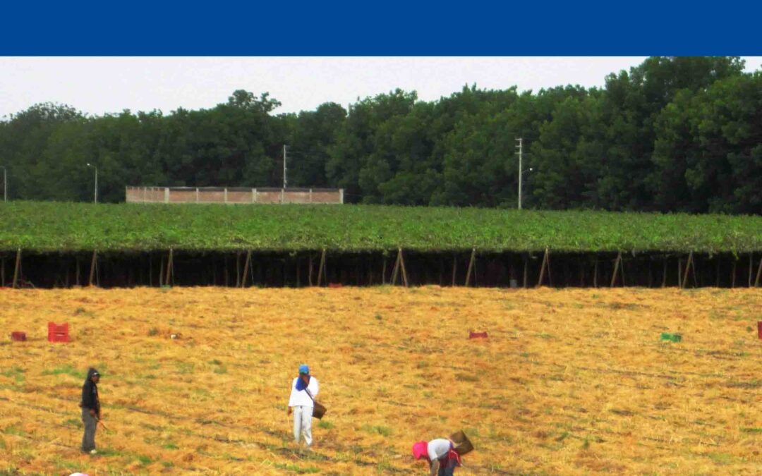 Peru: ICJ launches new report on social rights and special regimes for export promotion